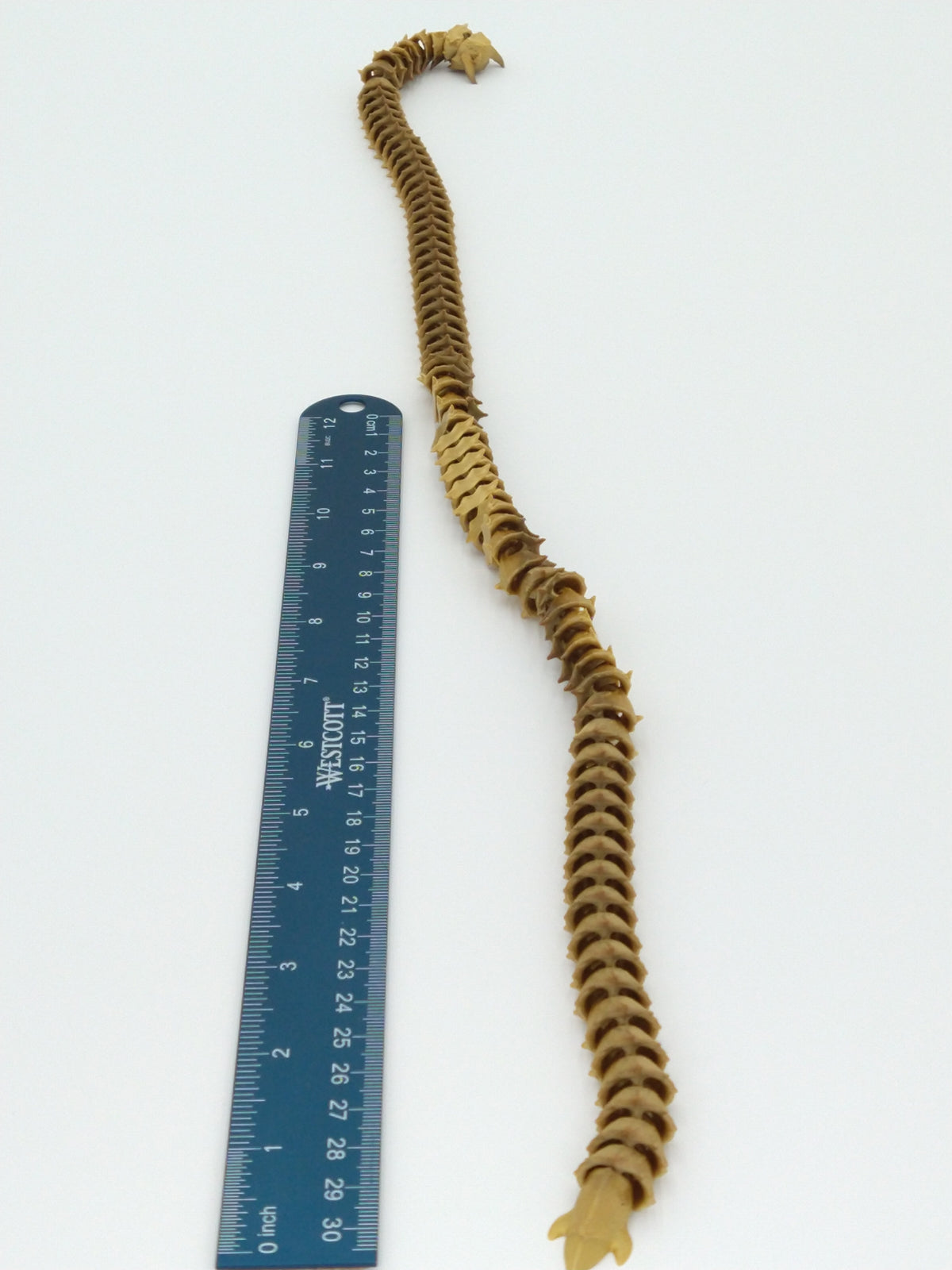 ALIEN WURM WORM Articulated Flexi Figure 3D Printed Metallic Rainbow 24"